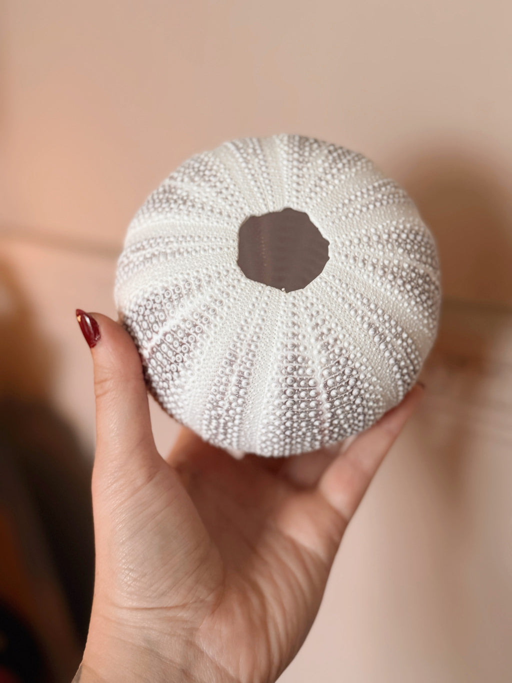 Vintage Sea Urchin Shell (UK ONLY)