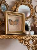 Vintage Framed Heliconius Butterfly