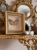 Vintage Framed Heliconius Butterfly