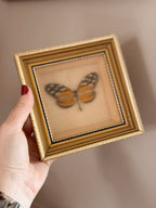 Vintage Framed Heliconius Butterfly