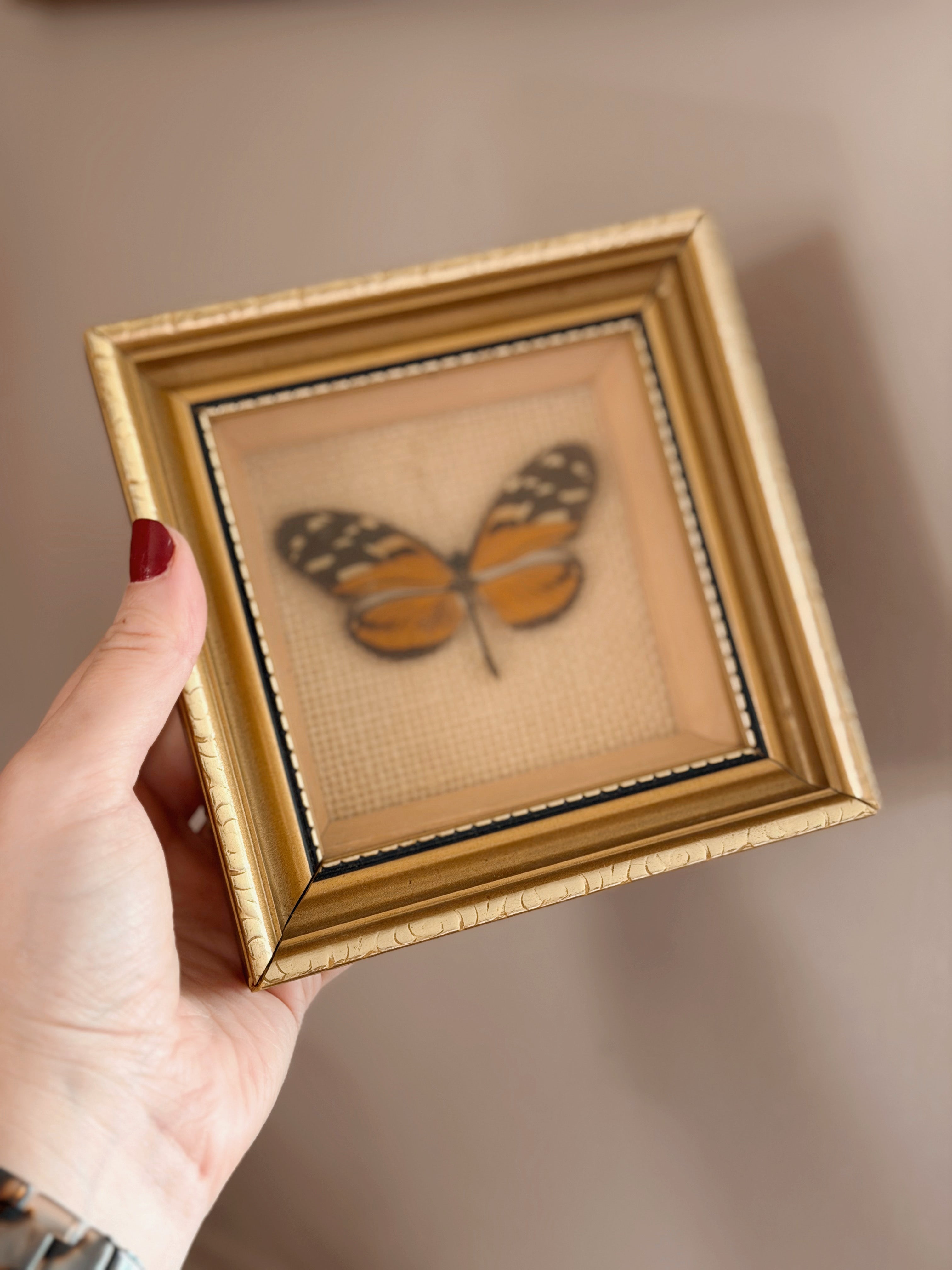 Vintage Framed Heliconius Butterfly