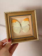 Vintage Framed Menippe Butterfly