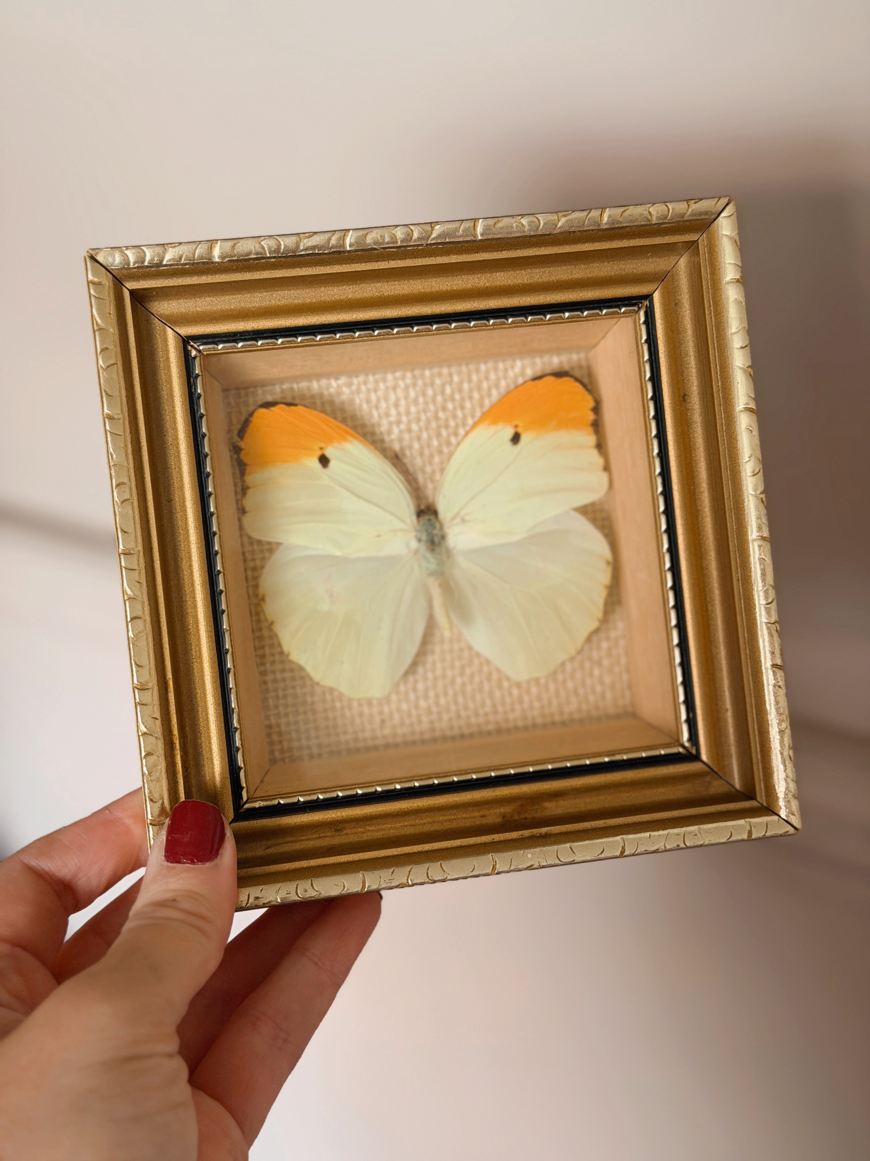 Vintage Framed Menippe Butterfly