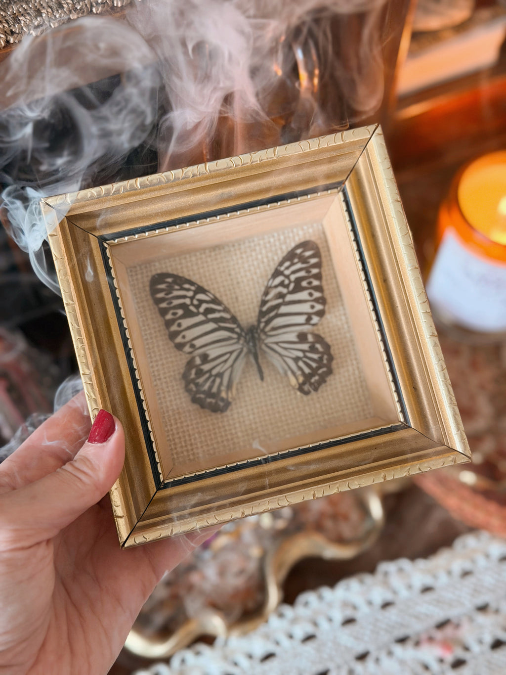 Vintage Framed Mulciber Butterfly