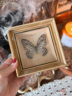 Vintage Framed Mulciber Butterfly