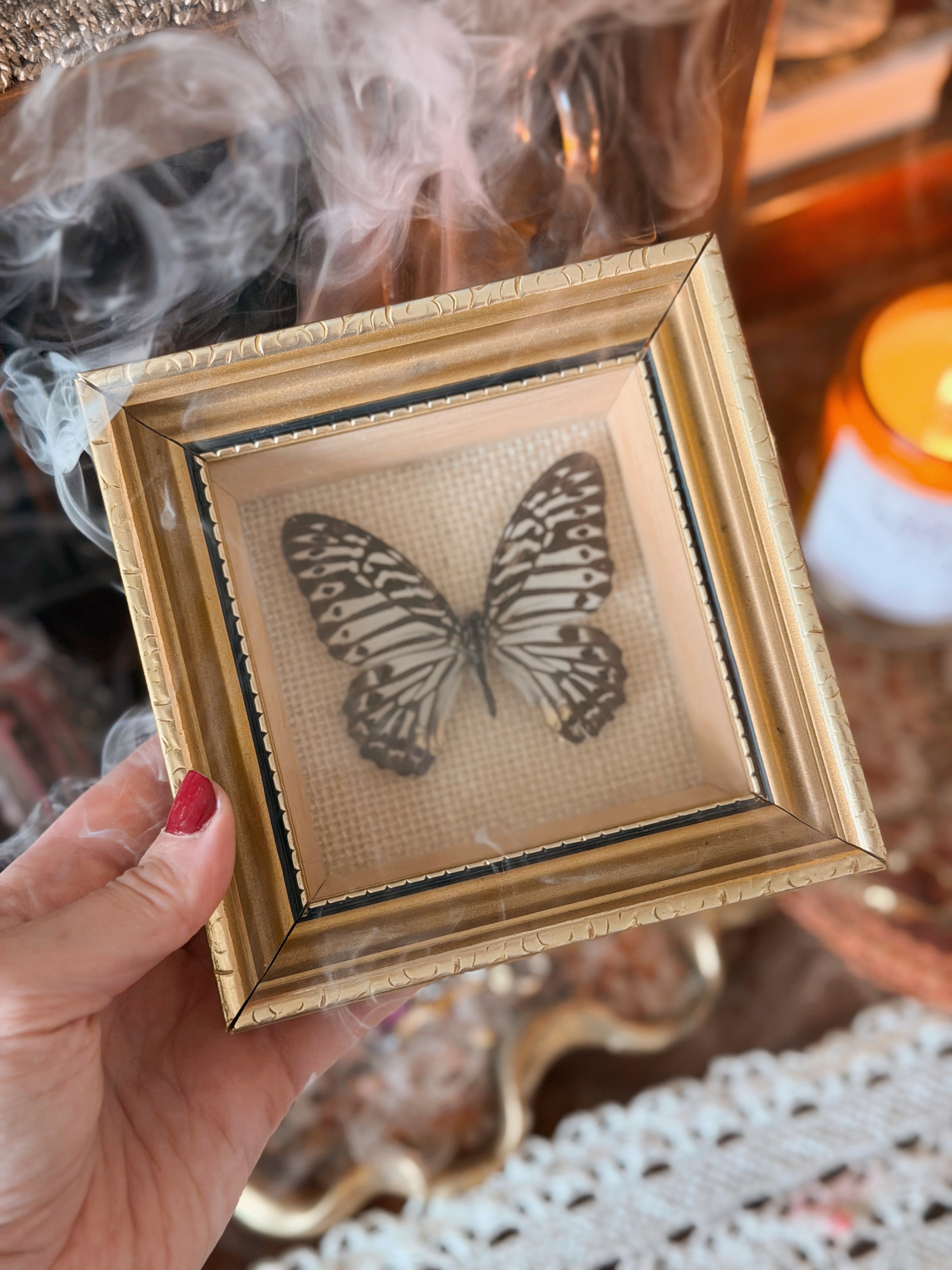 Vintage Framed Mulciber Butterfly