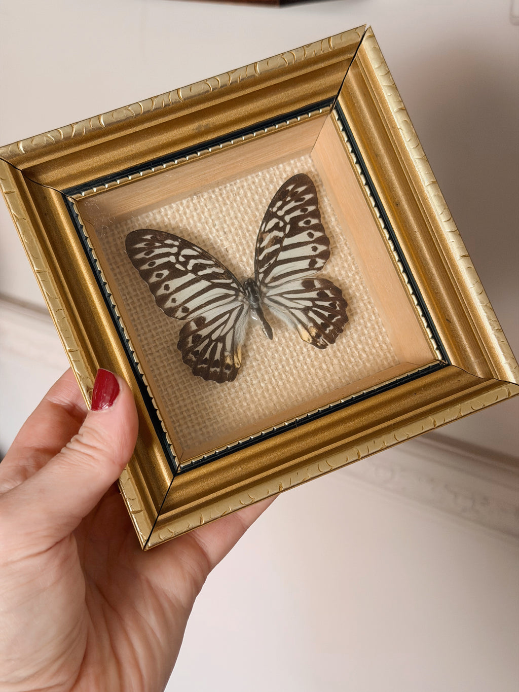 Vintage Framed Mulciber Butterfly