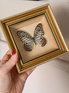 Vintage Framed Mulciber Butterfly