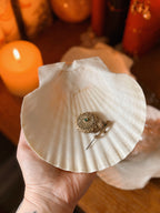 Extra Large Scallop Shell