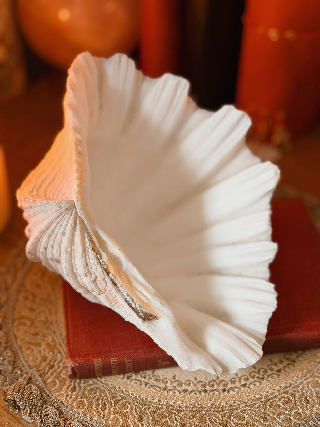 Vintage Clam Shell