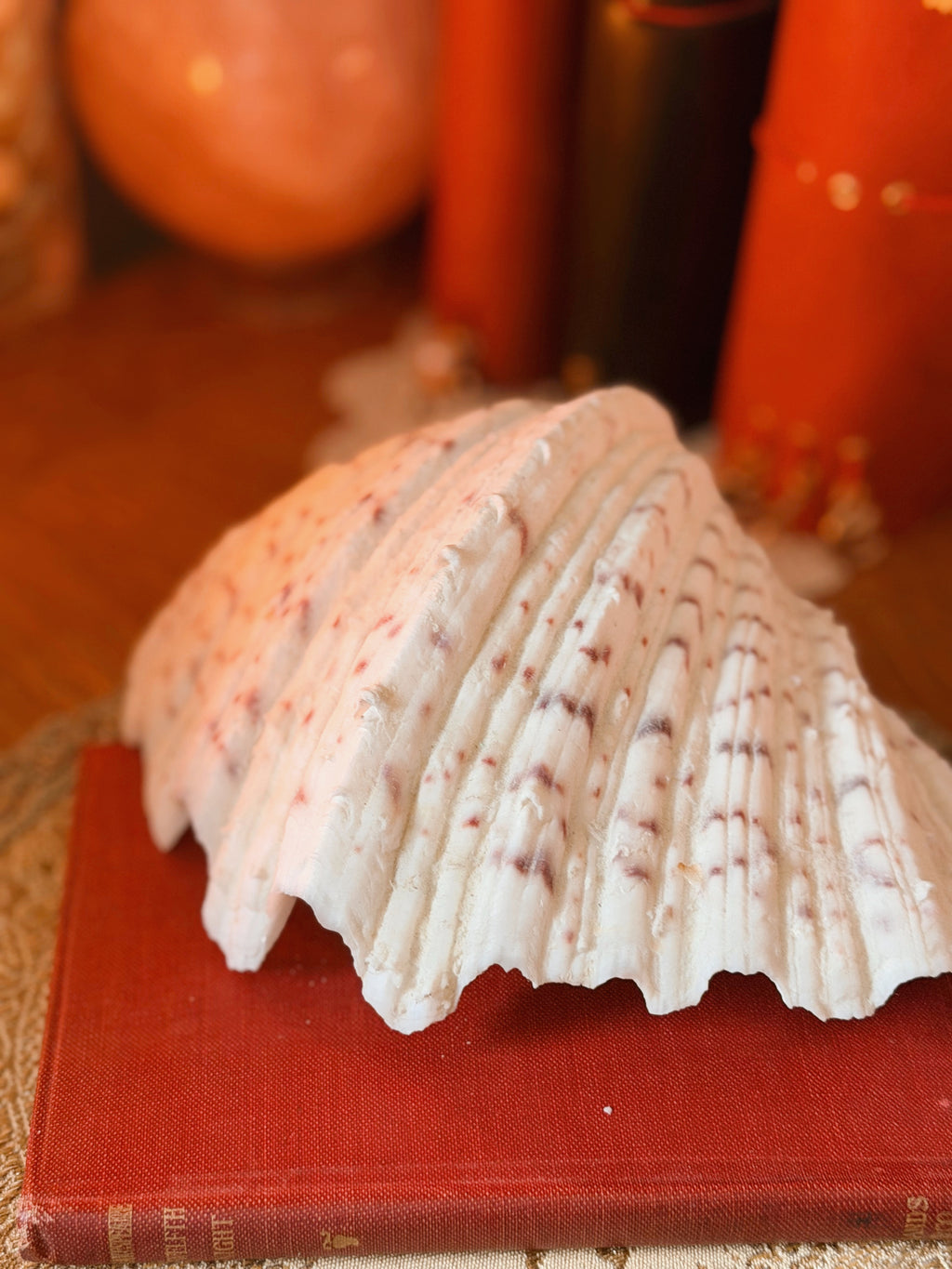 Vintage Clam Shell