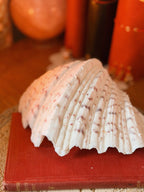 Vintage Clam Shell