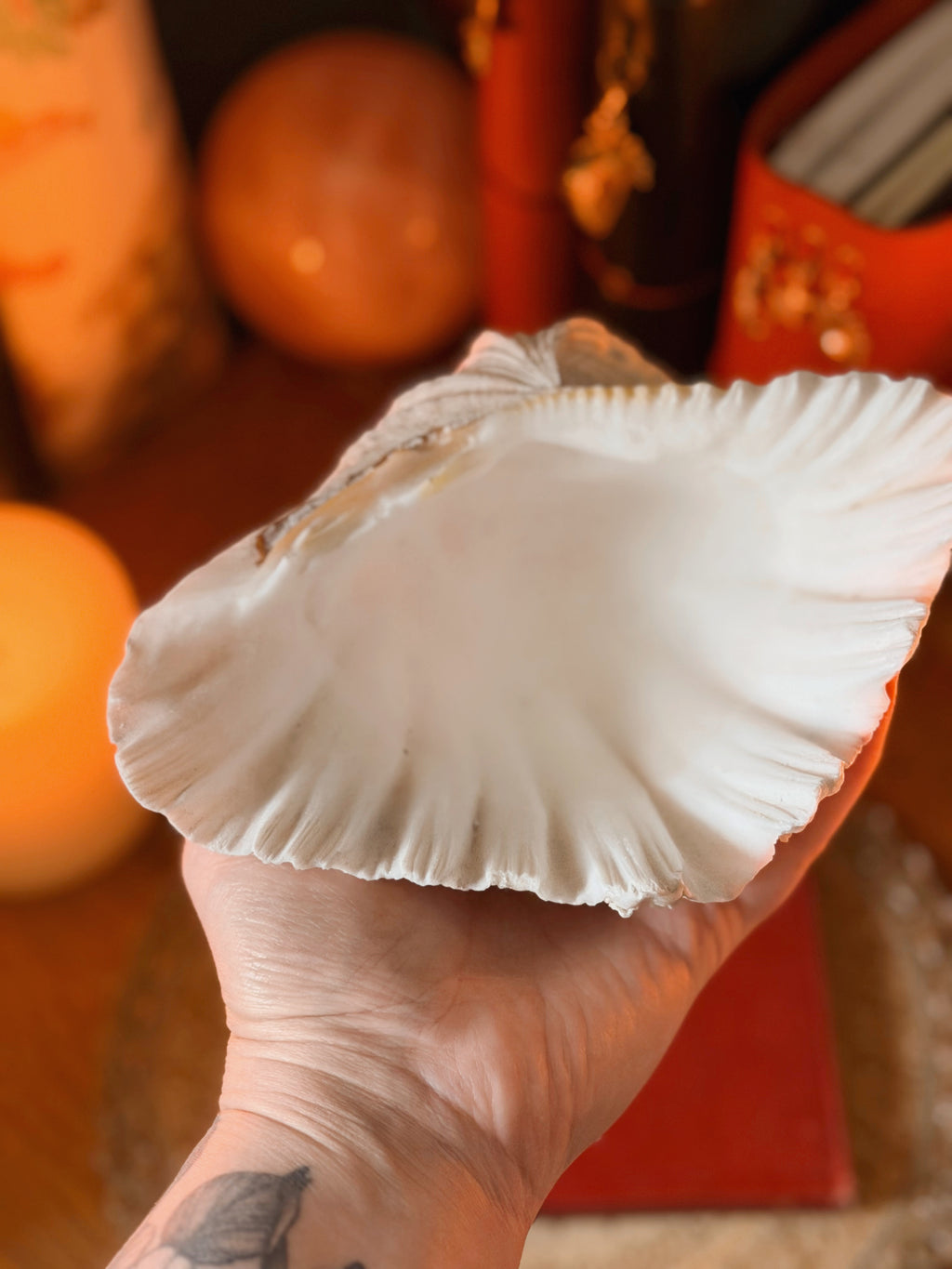 Vintage Clam Shell