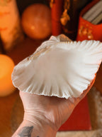 Vintage Clam Shell