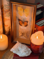 Vintage Butterfly Frame (UK ONLY)