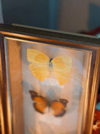 Vintage Butterfly Frame (UK ONLY)