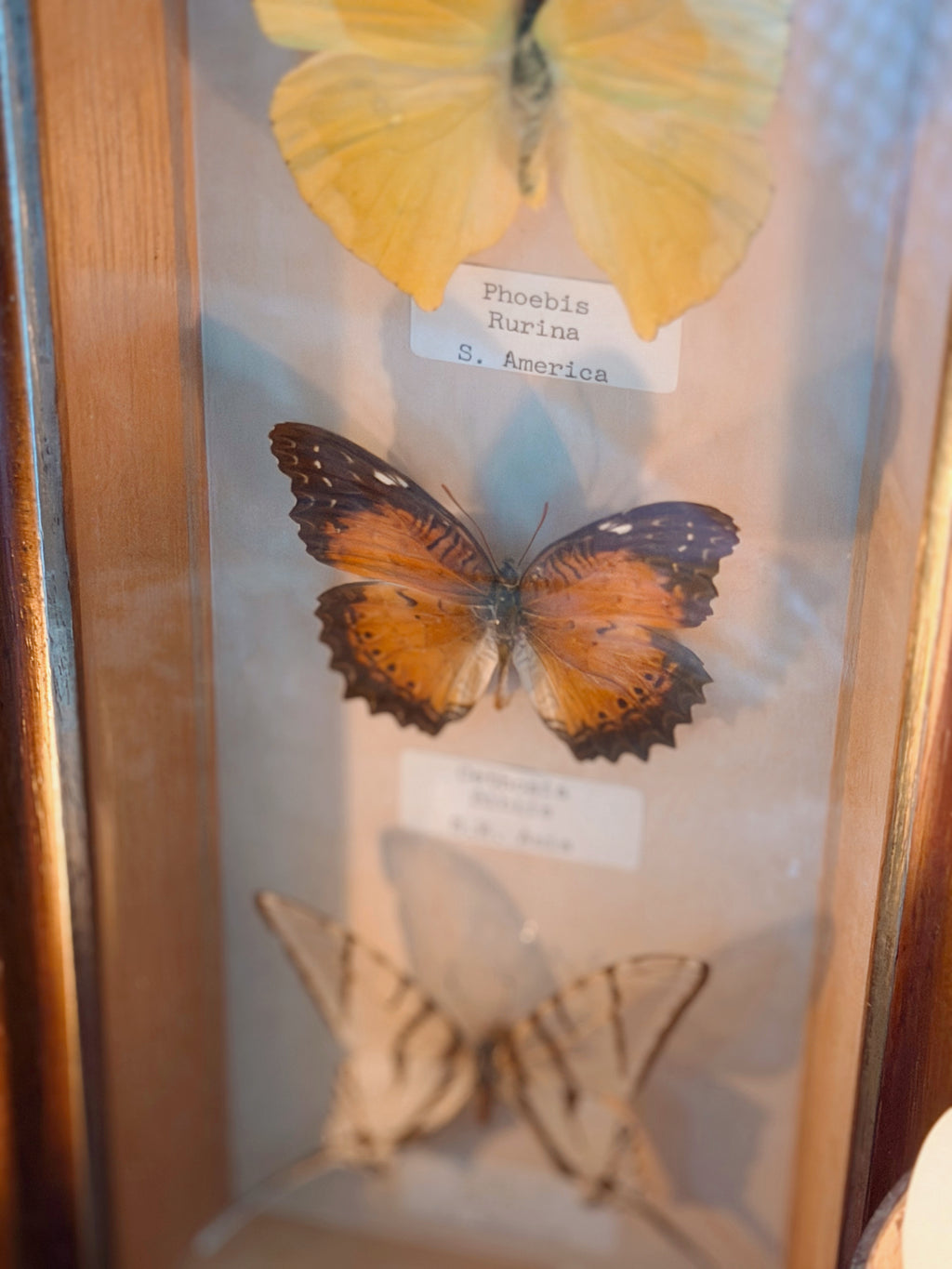 Vintage Butterfly Frame (UK ONLY)