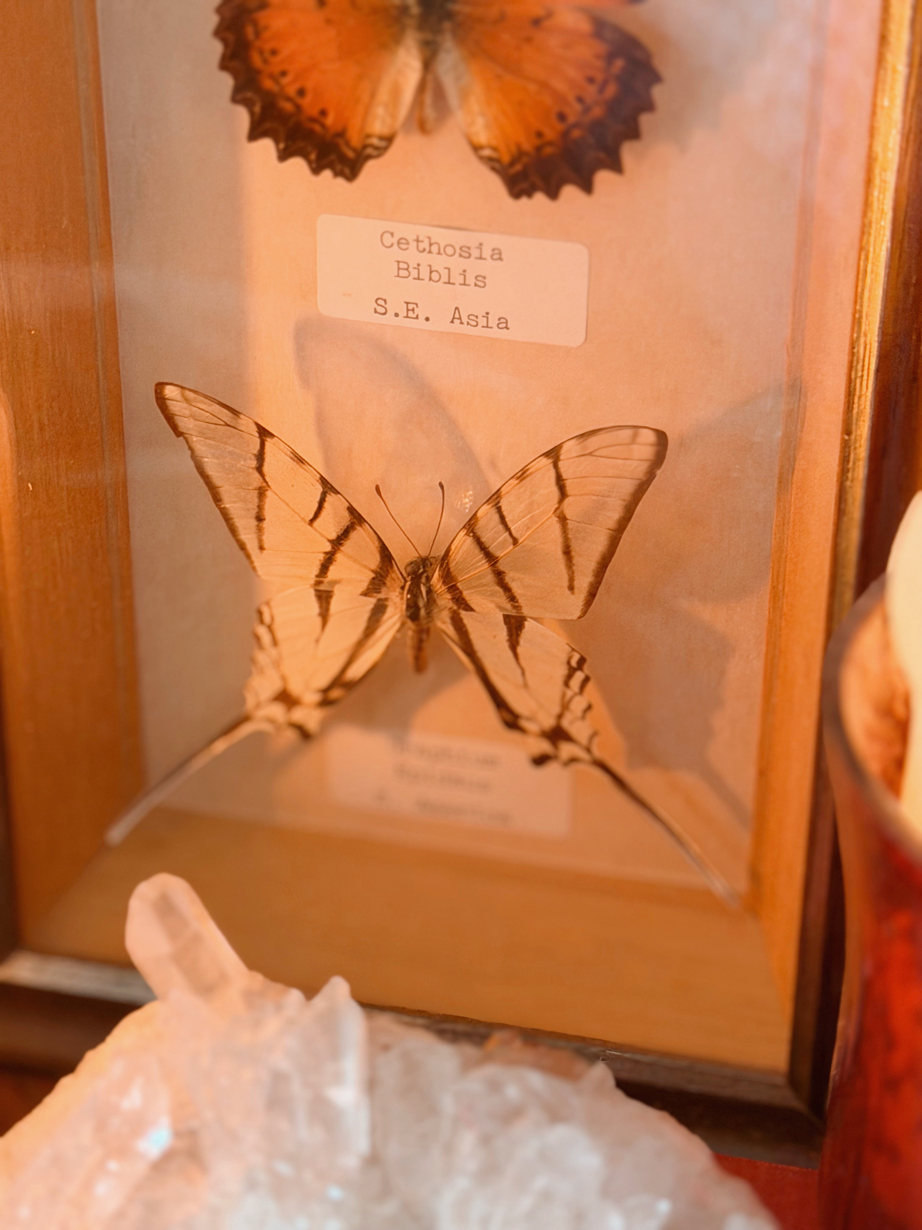Vintage Butterfly Frame (UK ONLY)