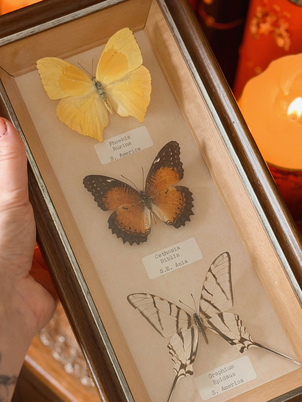 Vintage Butterfly Frame (UK ONLY)