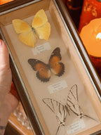 Vintage Butterfly Frame (UK ONLY)