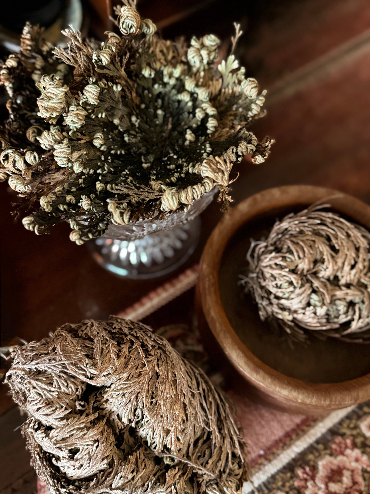 Rose Of Jericho Plant | Resurrection Plant