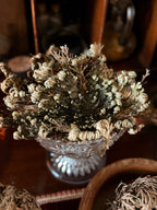 Rose Of Jericho Plant | Resurrection Plant