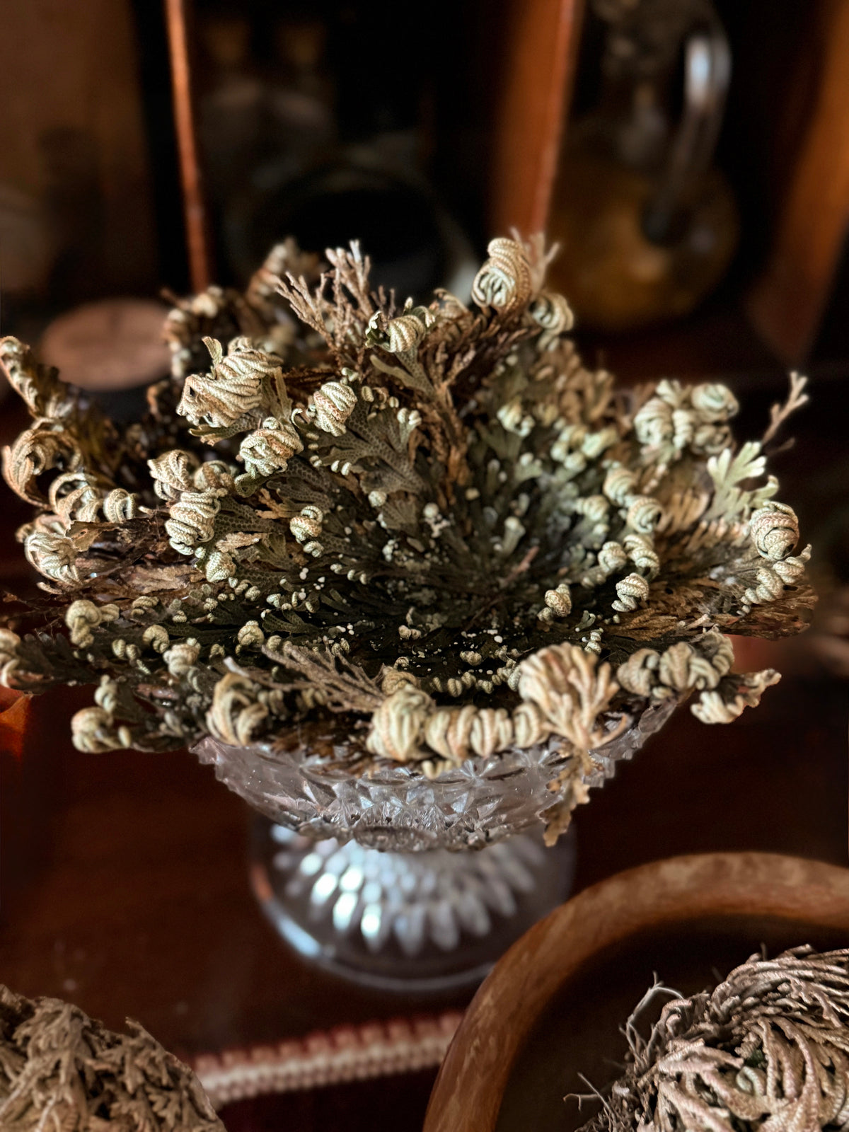Rose Of Jericho Plant | Resurrection Plant