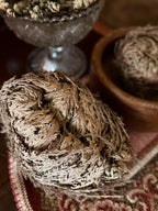 Rose Of Jericho Plant | Resurrection Plant