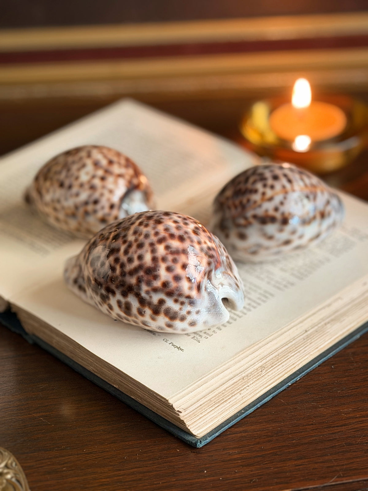 Cowrie Shells