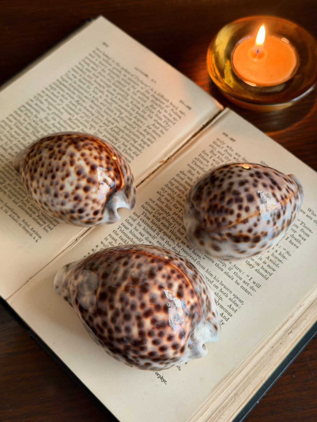 Cowrie Shells