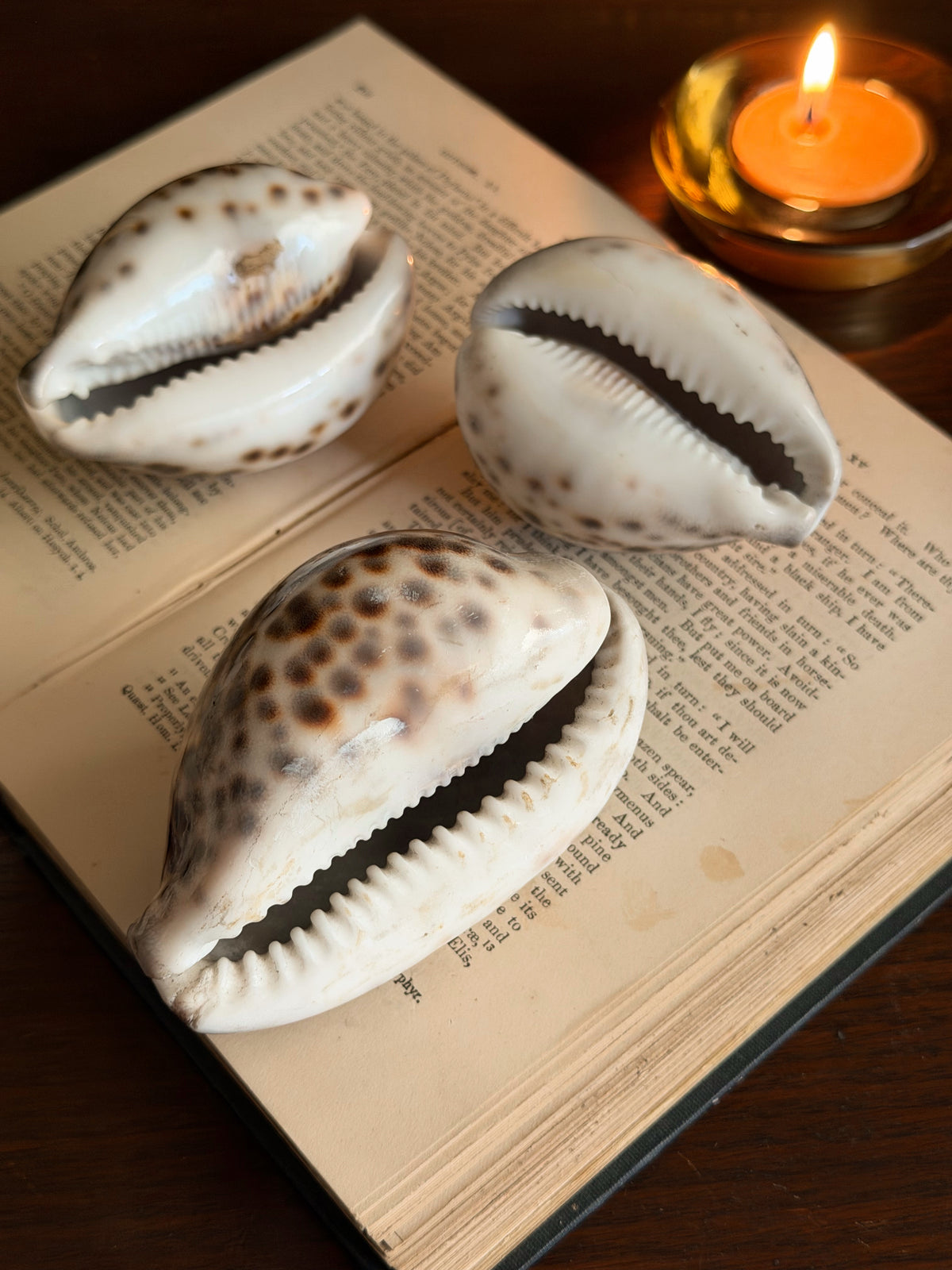 Cowrie Shells