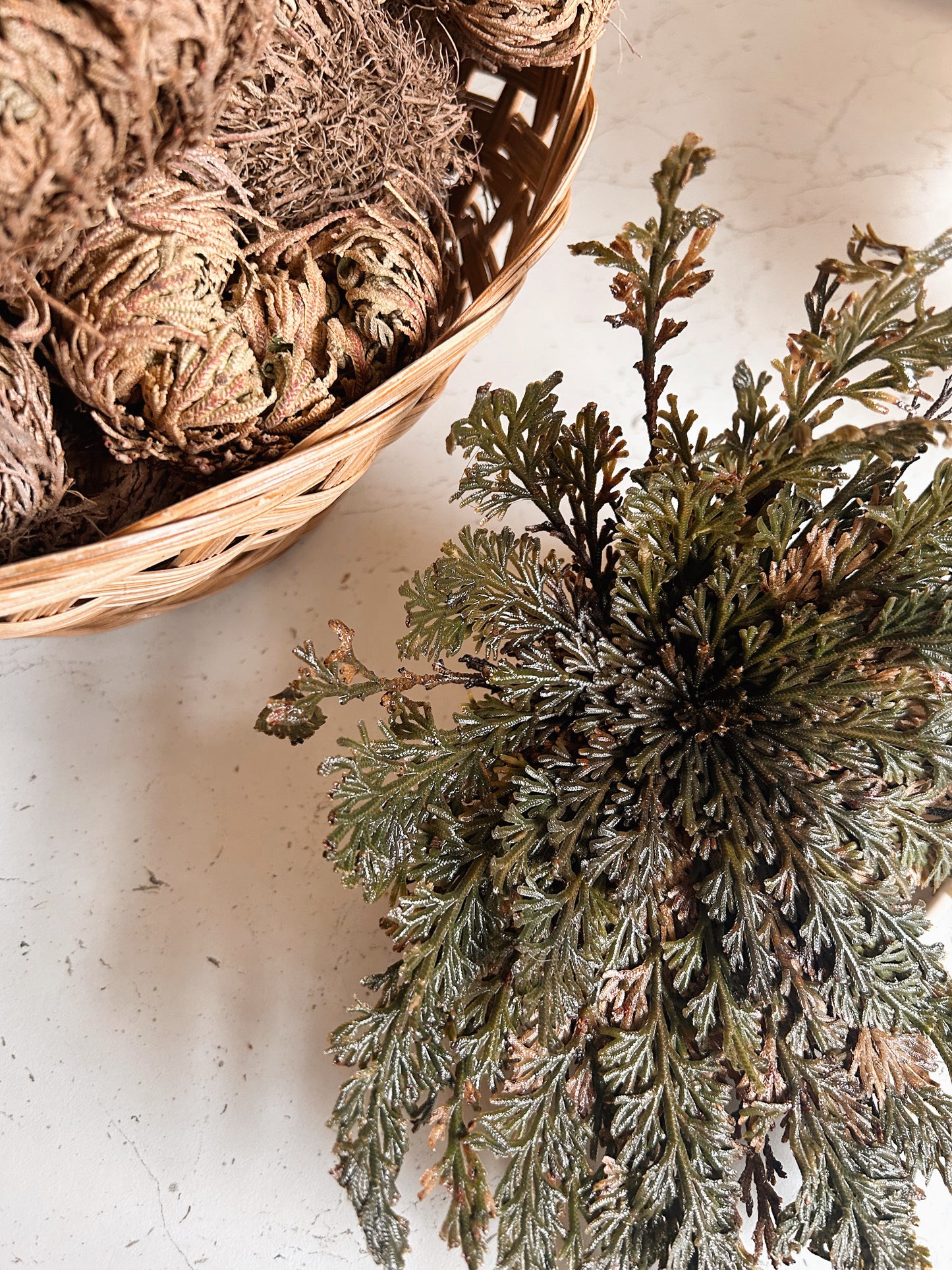 Rose Of Jericho Plant | Resurrection Plant