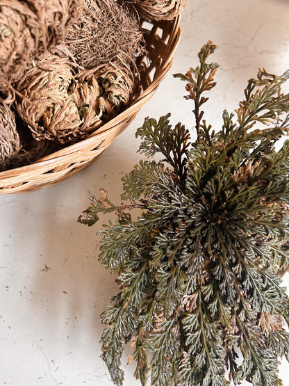 Rose Of Jericho Plant | Resurrection Plant