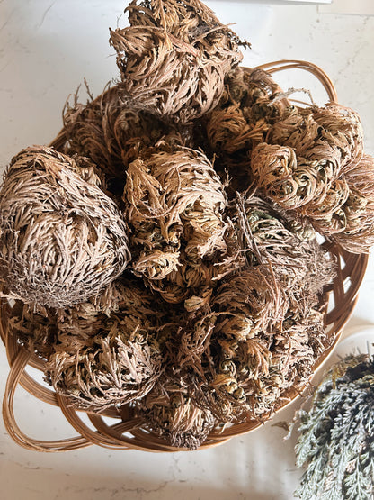 Rose Of Jericho Plant | Resurrection Plant