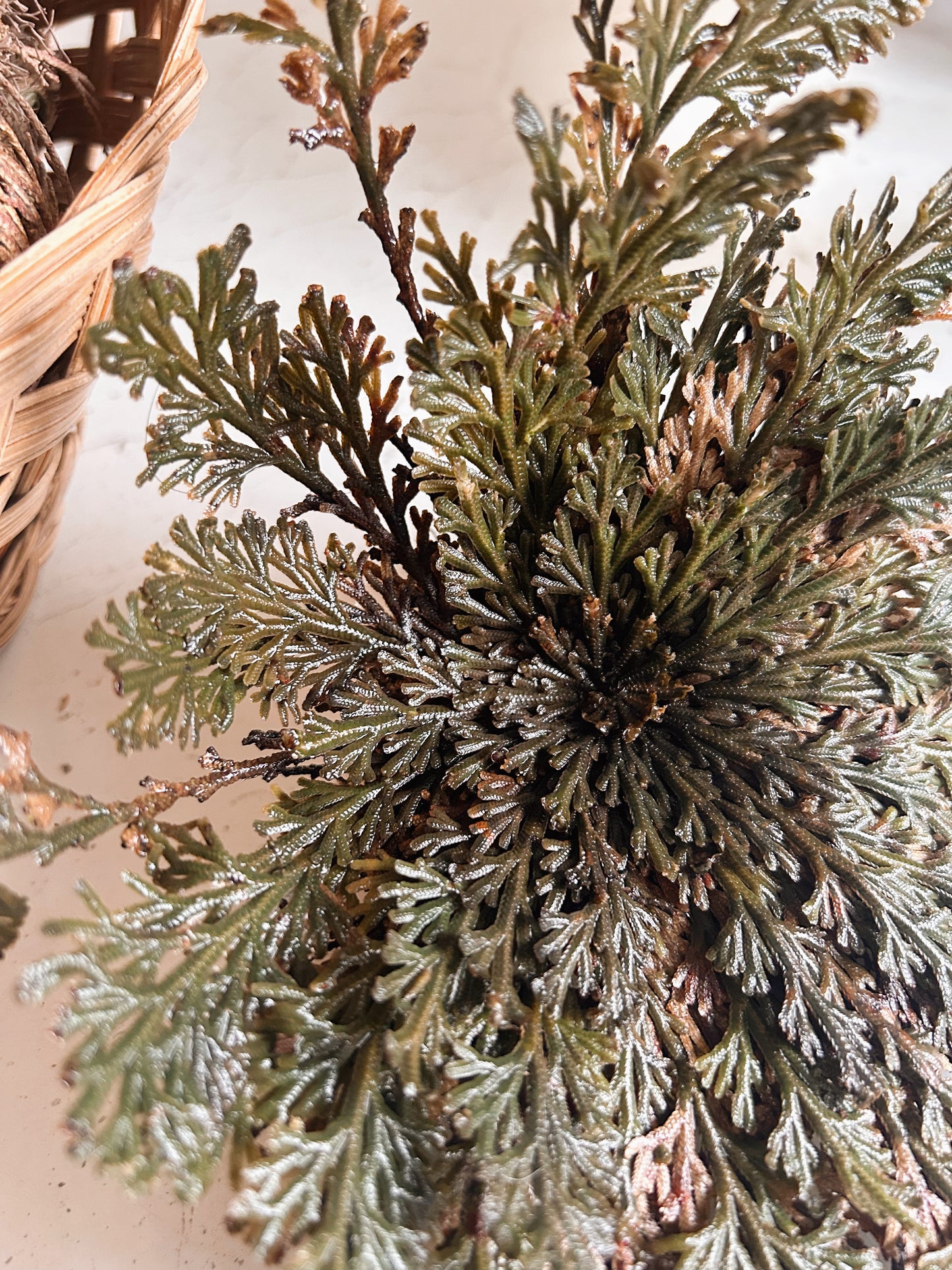 Rose Of Jericho Plant | Resurrection Plant