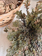 Rose Of Jericho Plant | Resurrection Plant