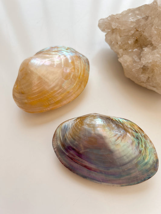 Iridescent Clam Shells