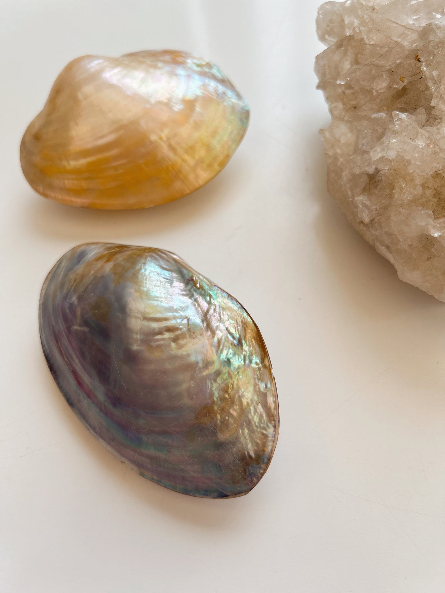 Iridescent Clam Shells