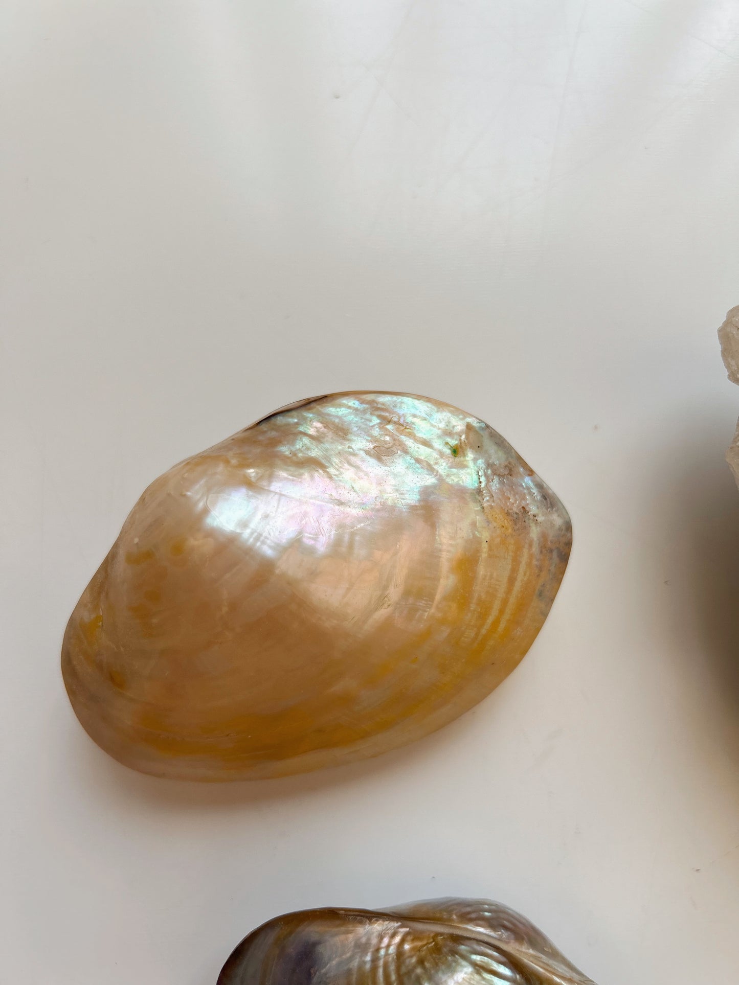 Iridescent Clam Shells