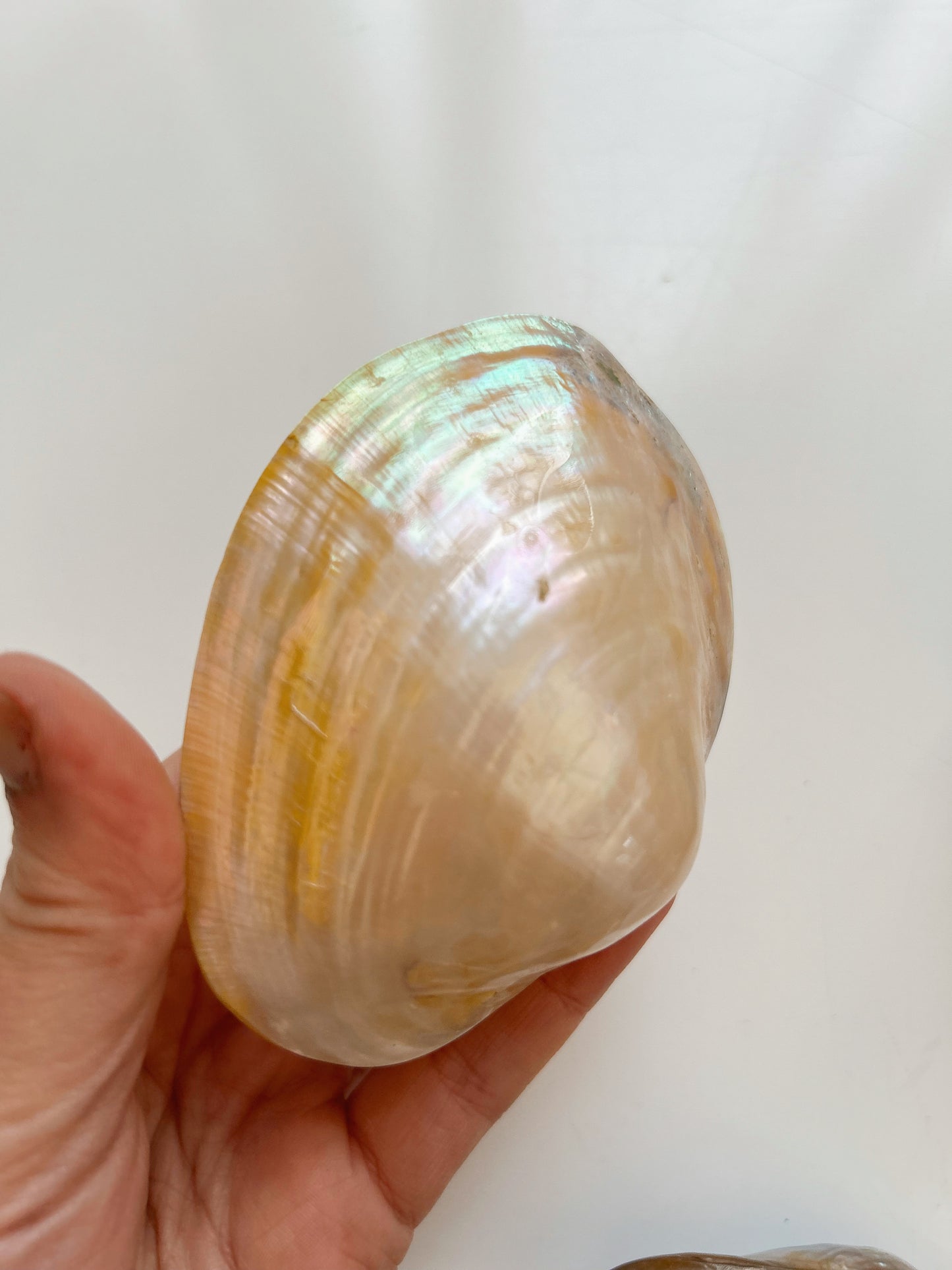 Iridescent Clam Shells