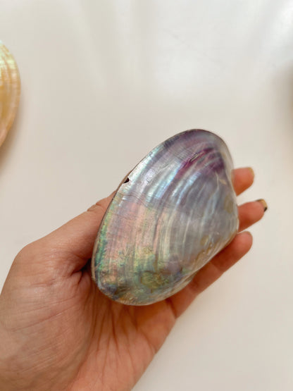 Iridescent Clam Shells