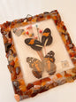 Vintage Butterfly Taxidermy Frame