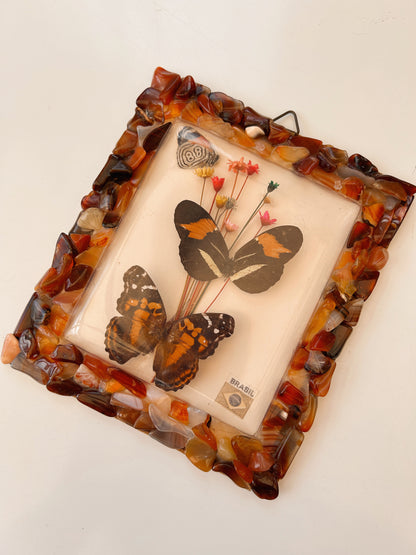 Vintage Butterfly Taxidermy Frame