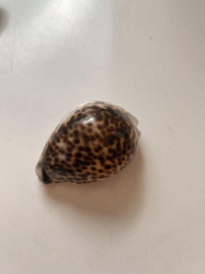 Vintage Brown Cowrie Shell