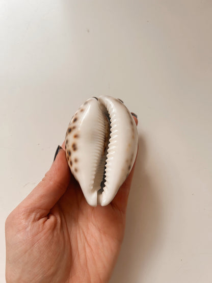 Vintage Brown Cowrie Shell