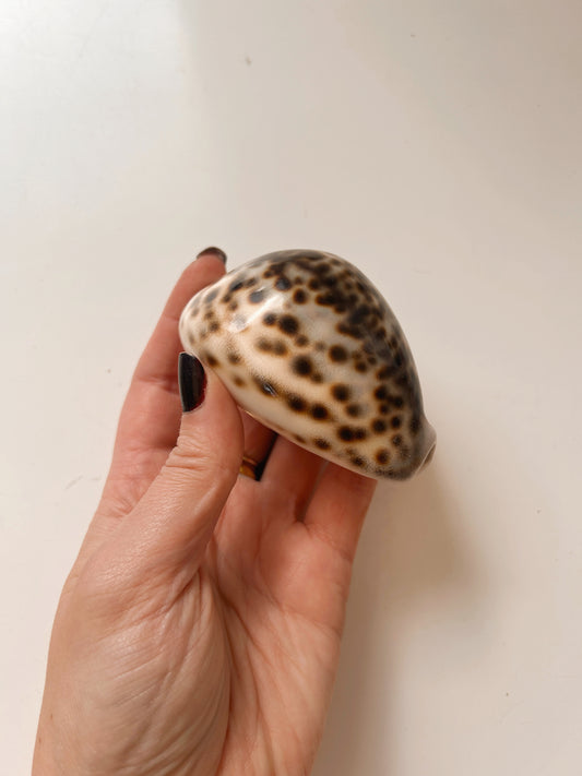 Vintage Brown Cowrie Shell