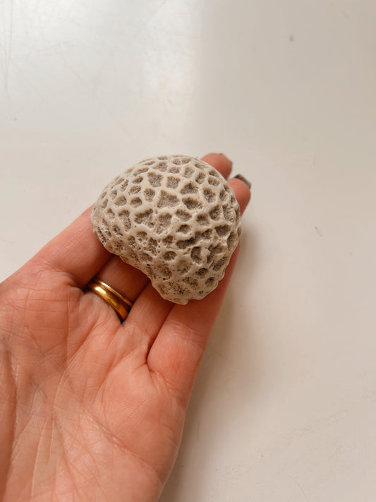 Vintage White "Brain" Coral Specimen