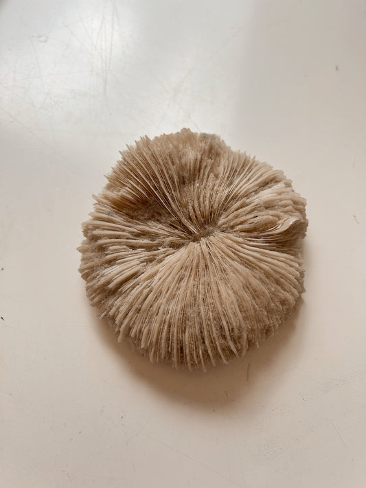 Vintage White Mushroom Coral Specimen