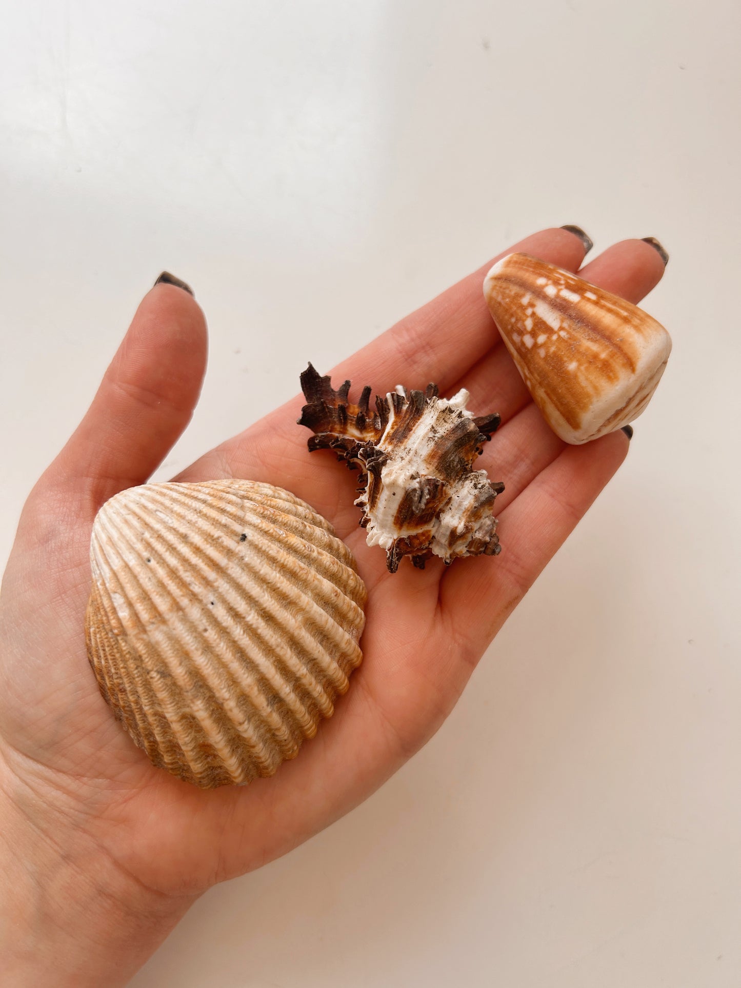 Vintage Trio of Shells