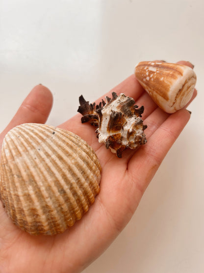 Vintage Trio of Shells